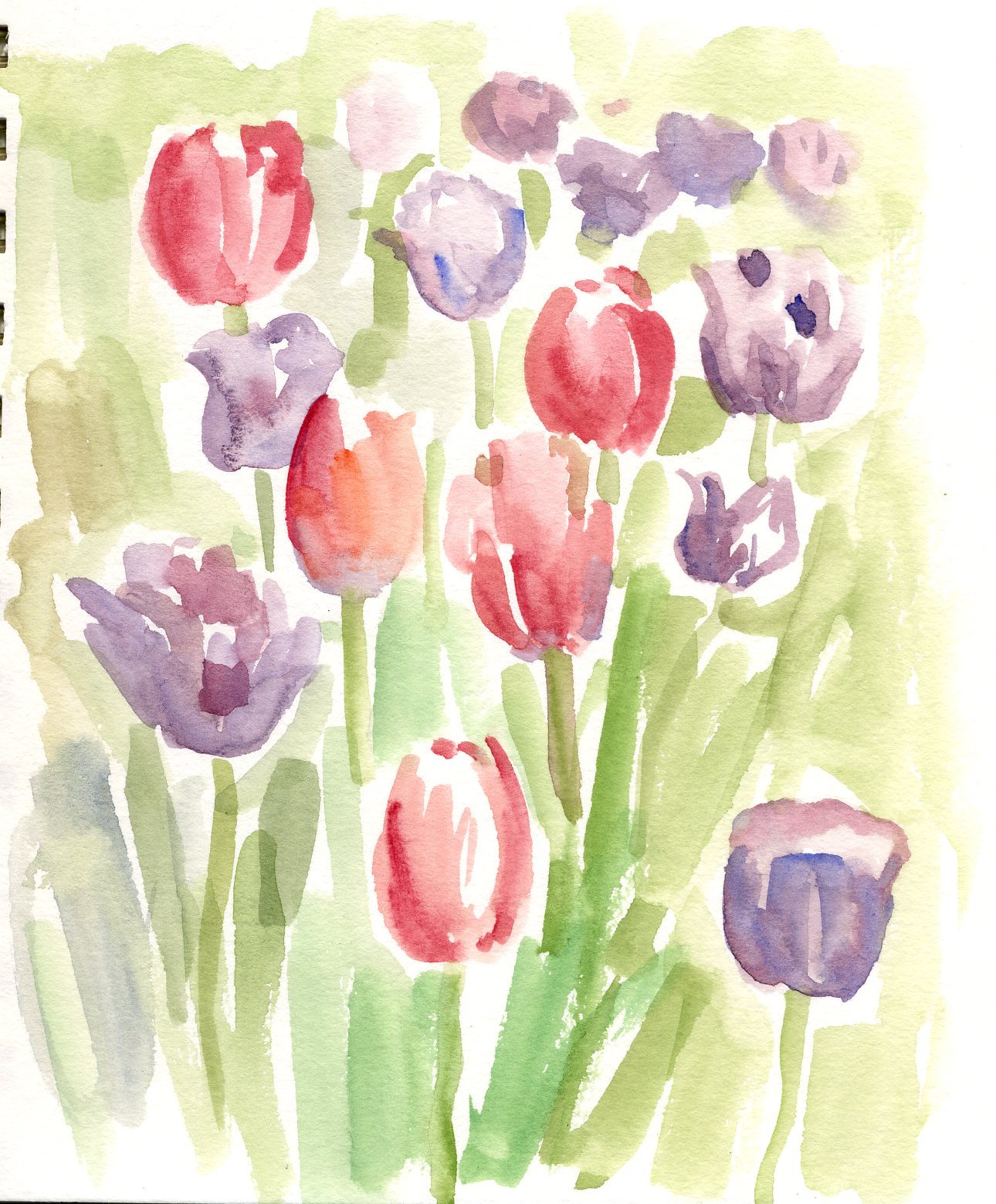 Drawings Of Tulips