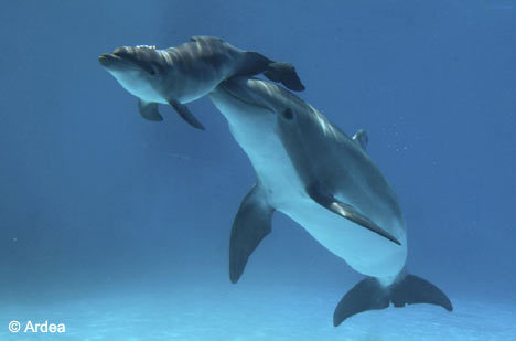 cute pics of dolphins