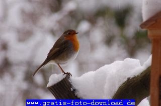 Sonnenblume hintergrundbild px jahreszeiten KOSTENLOS GRATIS FREE und UMSONST alle Fotos und Bilder hier in diesem