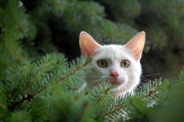 Featured image of post Katzen Hintergrundbilder Kostenlos Herunterladen Hintergrundbilder fr hling sommer herbst winter tiere katzen natur weihnachten lustige