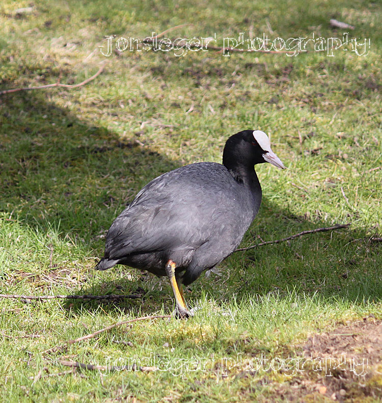 Northern Illinois Birder Eurasian Coot and American Coot