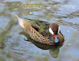 Bahama Pintail