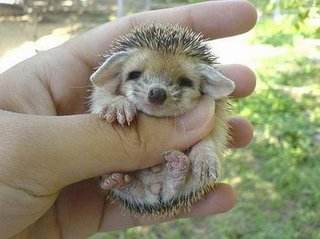 [babyhedgehog.jpg]