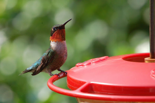 Ruby Throated  Hummingbird