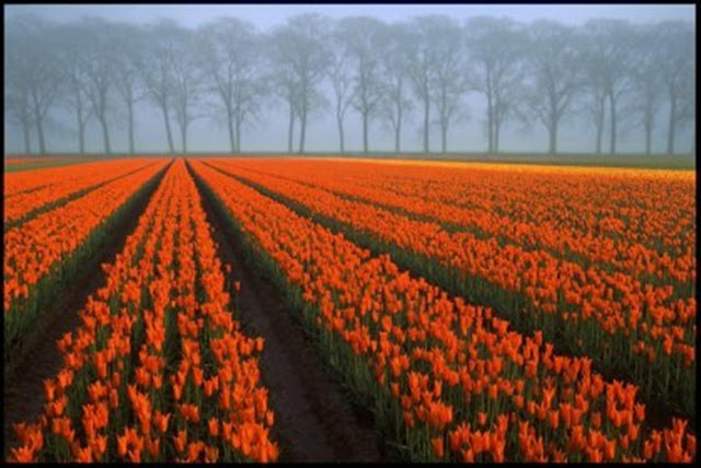  Тюльпанные поля в Голландии. Фото