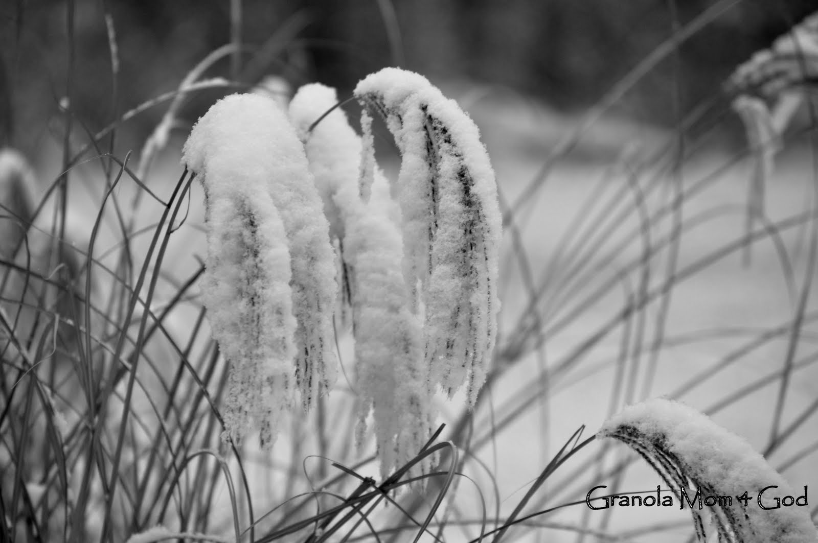 [Let+it+snow+023.JPG]