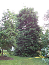 MATURE TREES