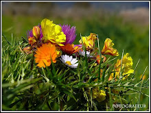 WILDFLOWERS