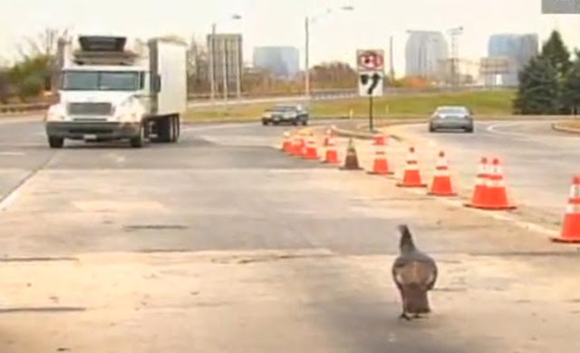 Tammy Wild Turkey Jaywalks Jersey Turnpike and Stares Down Traffic