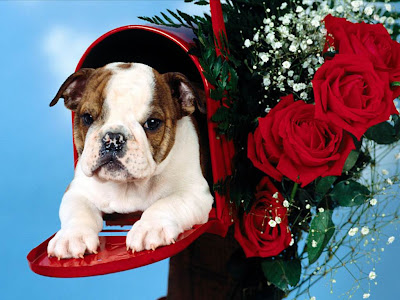 Bulldog Puppies Wallpaper