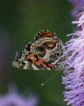 American Painted Lady Wings Together