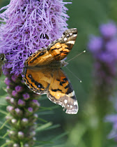 American Painted Lady