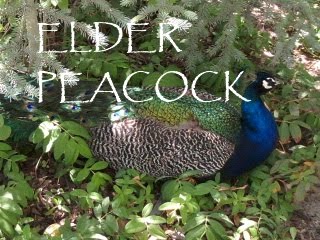 Elder Peacock