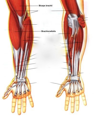Brachioradialis Workout