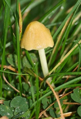 [bolbitius-vitellinus-web.jpg]