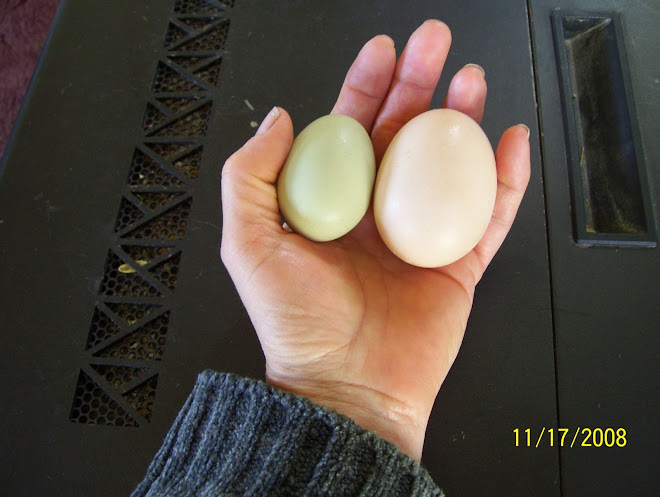 Green Pullet Egg