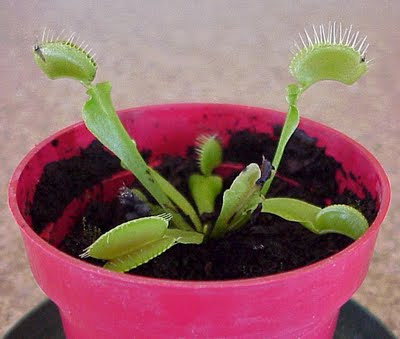 plant venus flytrap