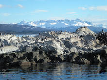 cormorants in Beagle Channel