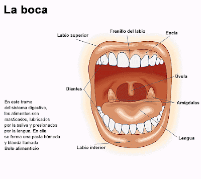 LENGUA APARATO DIGESTIVO lengua aparato digestivo: