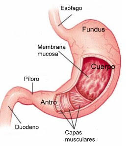 Gráfico del Estómago indicando sus partes