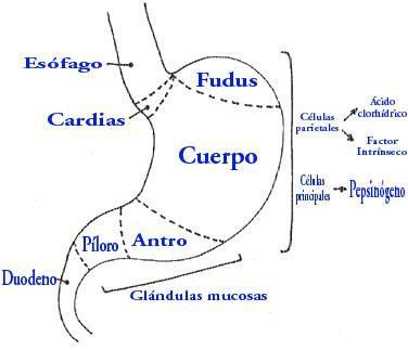 Regiones del estómago