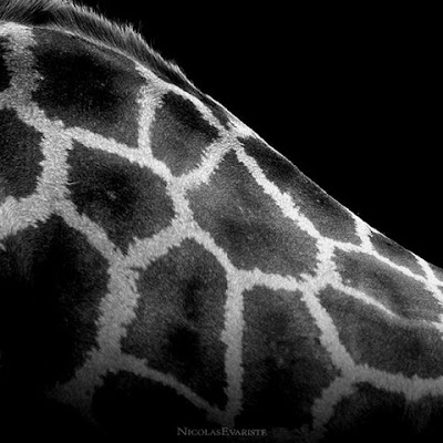 Animals In Black And White black and white photos of animals. Animals In Black And White
