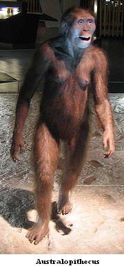 [australopithecus.JPG]