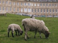 [SheepgrazingonLansdownCrescentBath_200x150.JPG]
