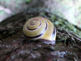 [racing_snail-m-8.jpg]