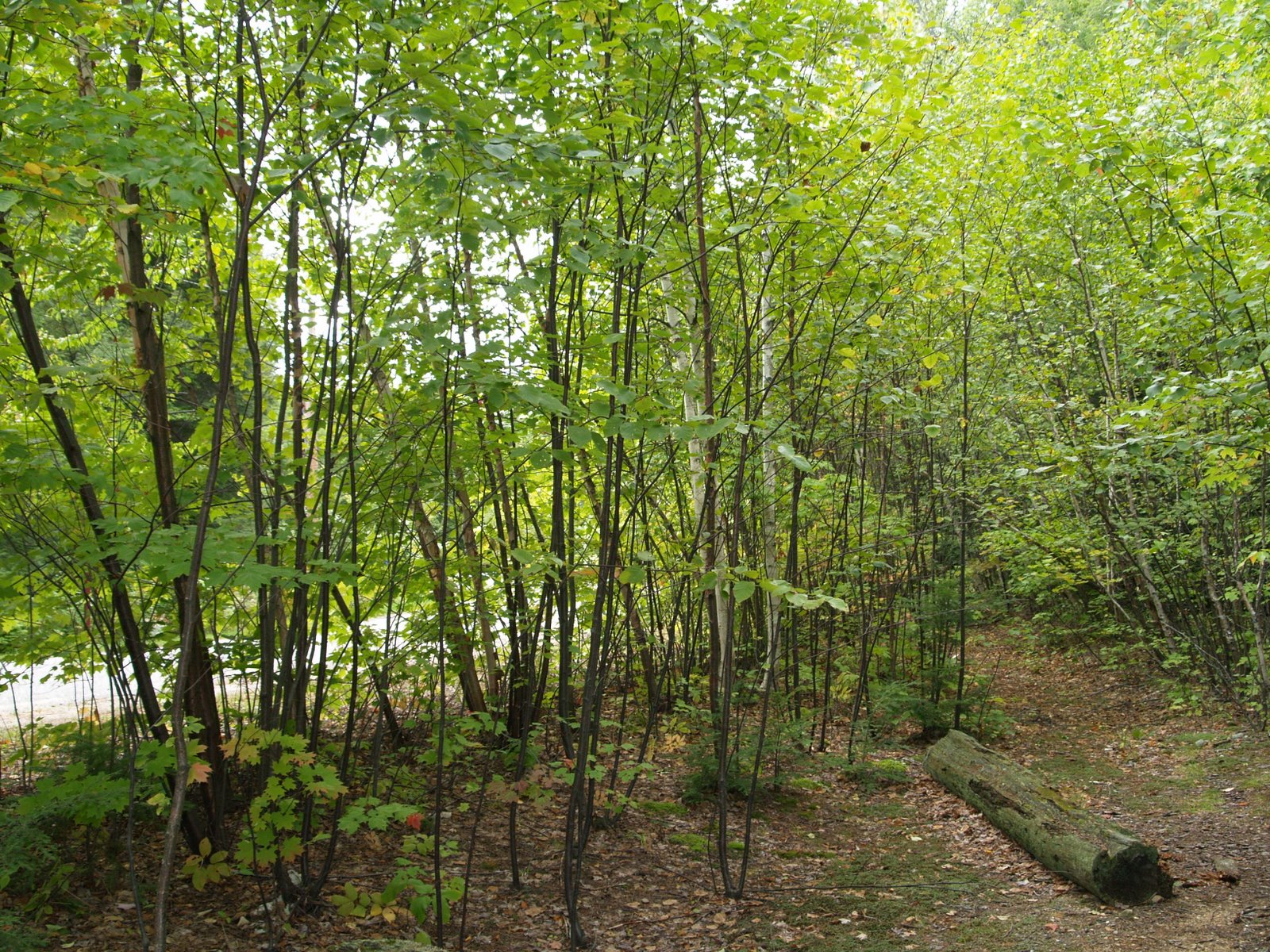[P1010893.JPG]