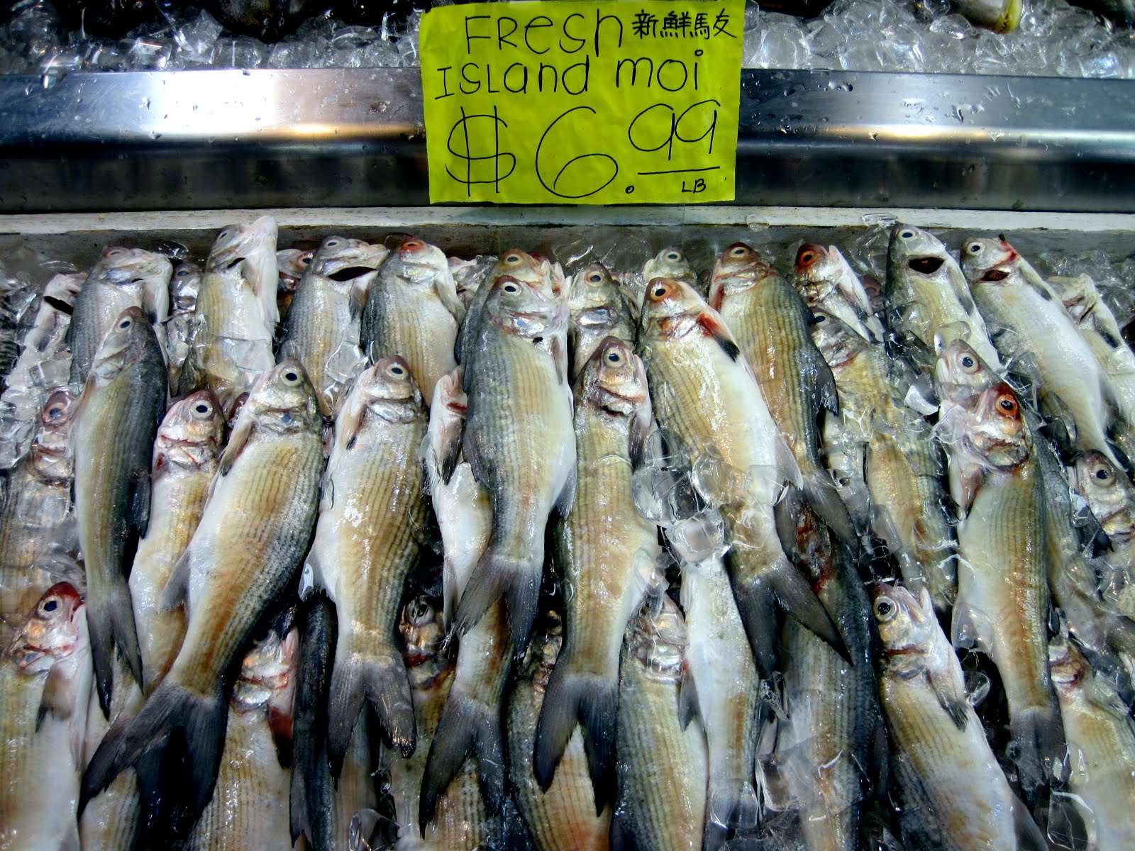 Aholehole Fish