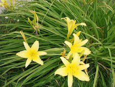 Lovely Lillies