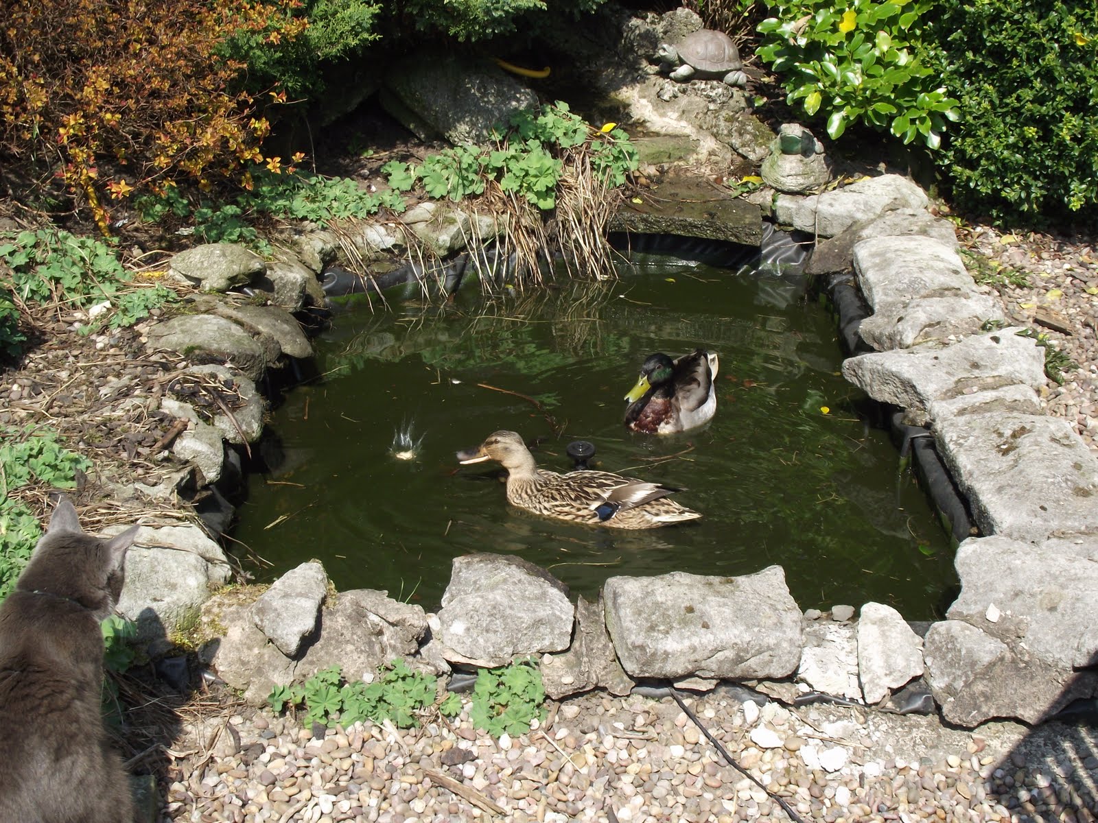 Caldertop Cottage Nature Diary Ducks on the garden pond!