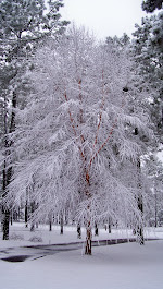 Riverbirch covered blissfully...