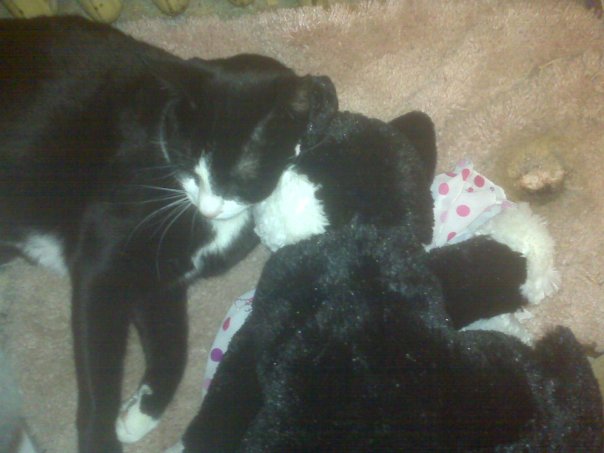 [peanut+and+vegas+peanut.jpg]