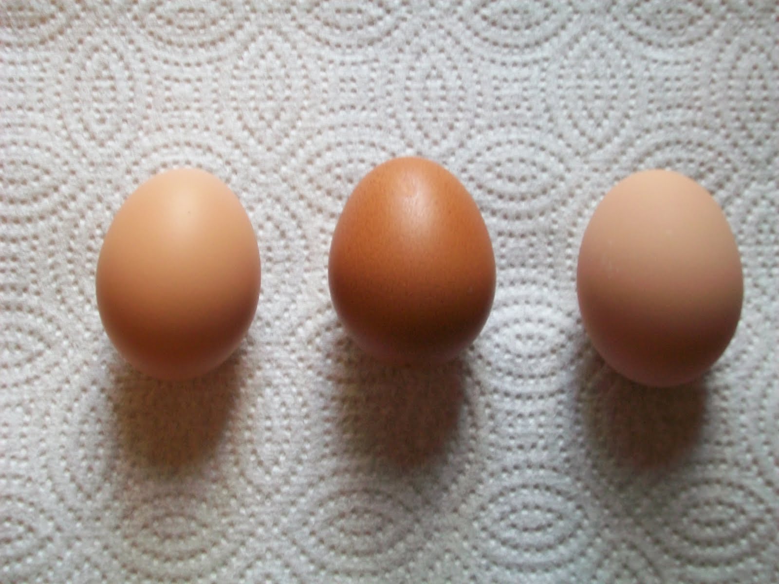 French Cuckoo Marans