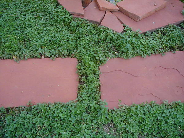 John Starnes' Urban Farm: A Mint Lawn for Cold Climate Landscapes