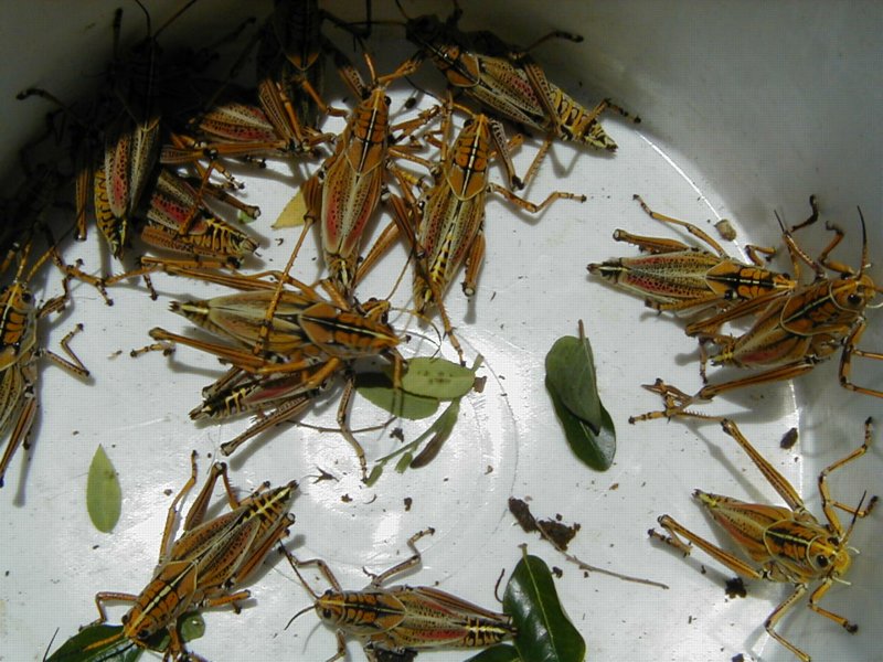 John Starnes' Urban Farm Natural Organic Control