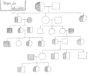 Genetics Project: Part II: Design a Species