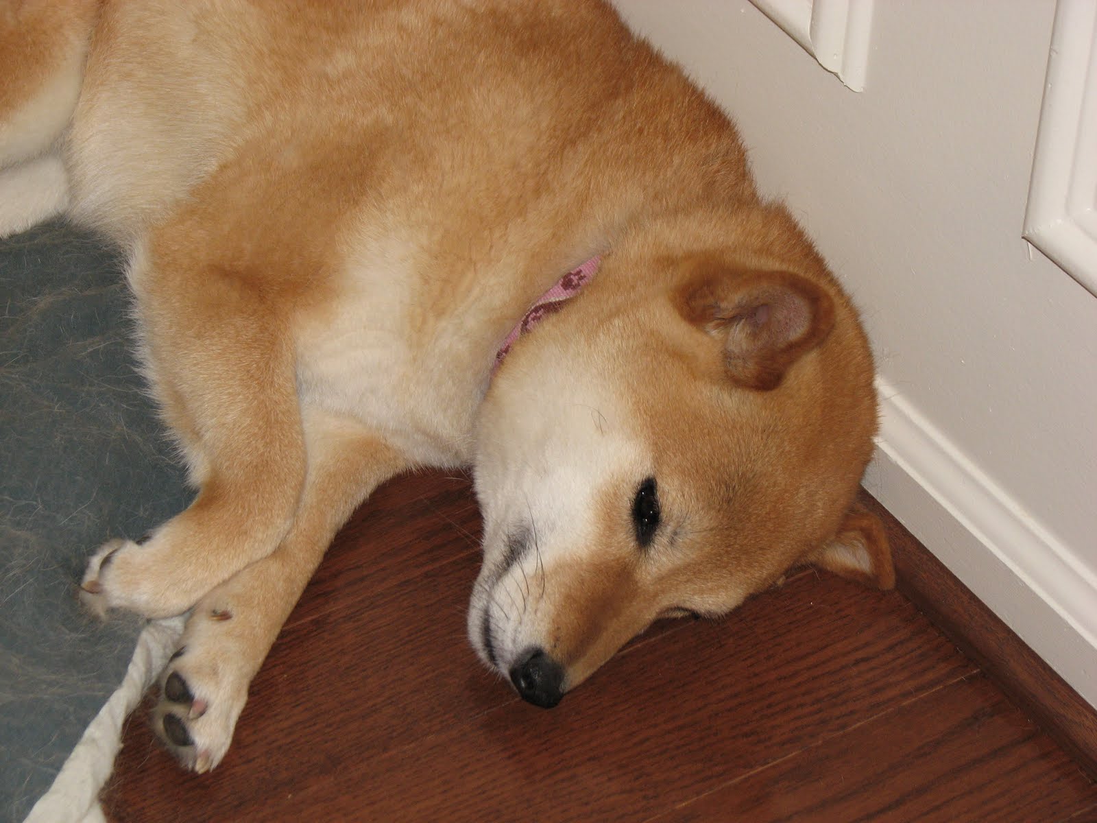 The Misadventures of a Shiba Inu The dogs' corners