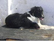 Border ADOPTADA!!