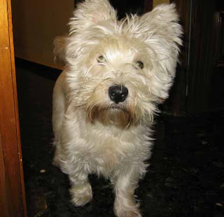 cruzar perro westie