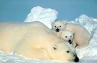 Save the Polar Bear!