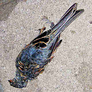 dead bird on our porch (c)David Ocker