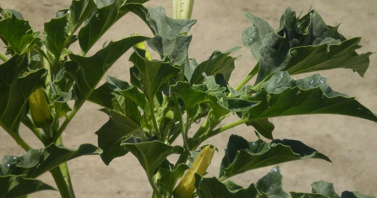 DR. FLOYD. ETNOBOTANICA PSICOACTIVA Y CULTURA PSICONAUTA. AL ENCUENTRO