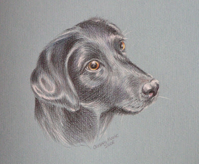 pet portrait of labrador by Chrissy Marie