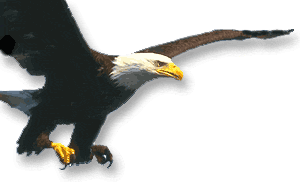 [eagle.gif]