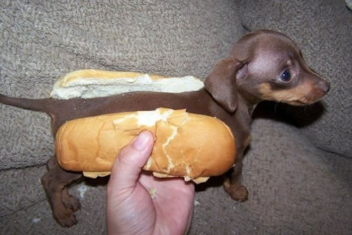 chi weiner dog