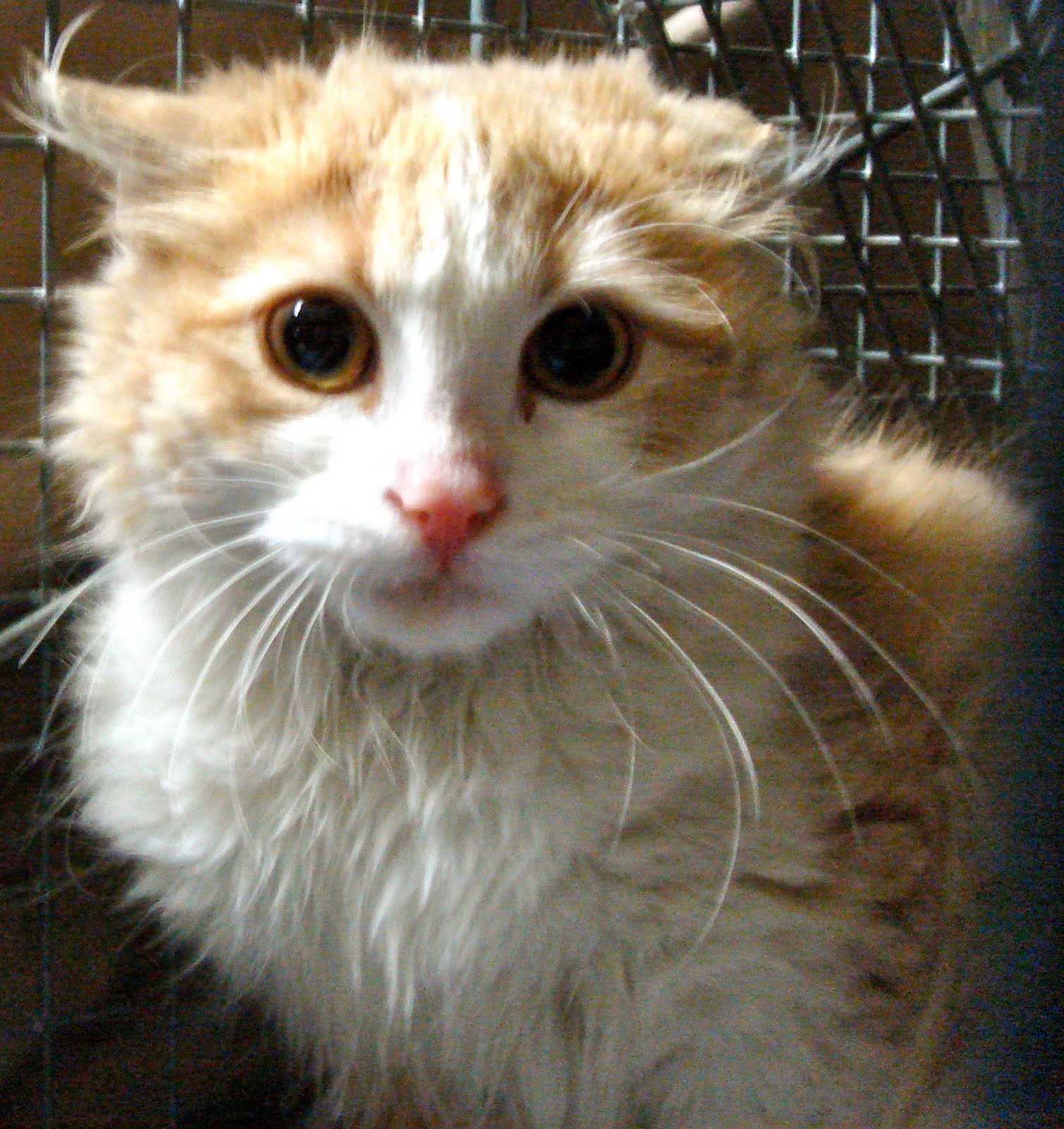 Taming Feral Cats / Kittens: #1 Welcome to the Feral Cat Taming Blog
