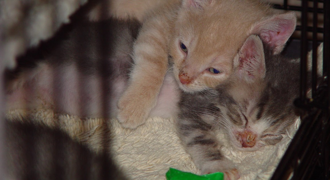 bedding feral cats taming litter box